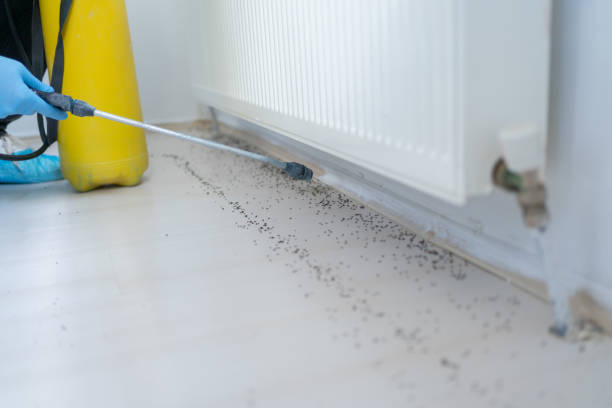 Best Affordable Pest Control Services  in Baldwyn, MS